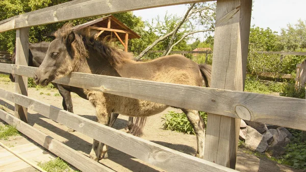 Pony Stall — Stockfoto
