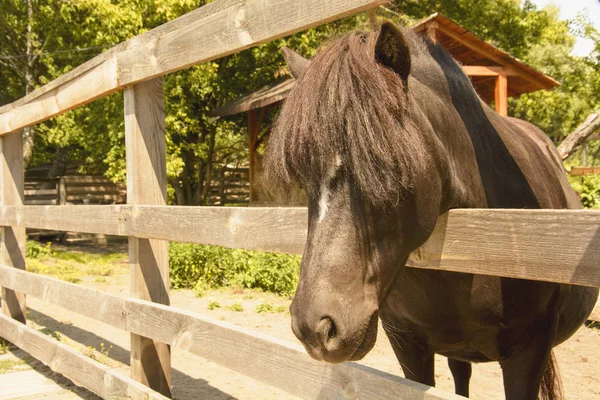 Pony Stall — Stockfoto