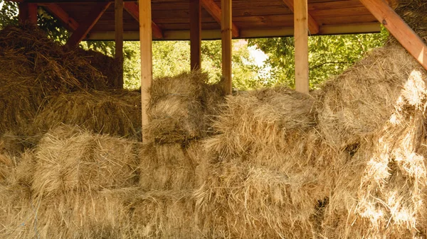 Harvesting Hay Animals — Stock Photo, Image