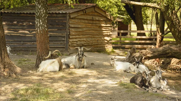 Chèvres Sauvages Dans Réserve — Photo