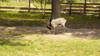 Rezerv de yabani keçiler