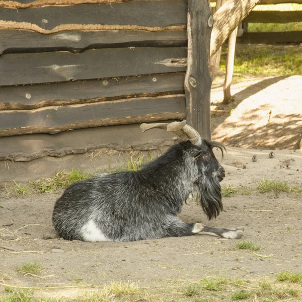 保護区内の野生のヤギ — ストック写真