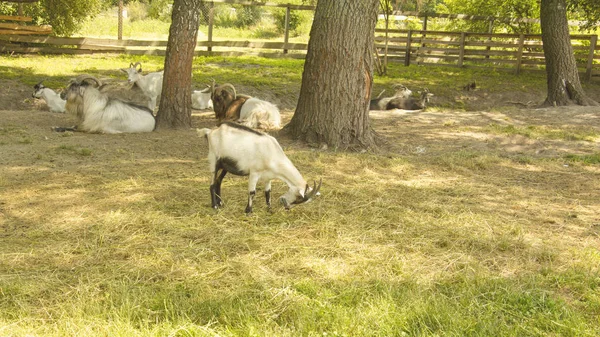 Chèvres Sauvages Dans Réserve — Photo