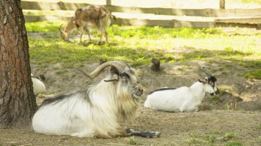 Rezerv de yabani keçiler