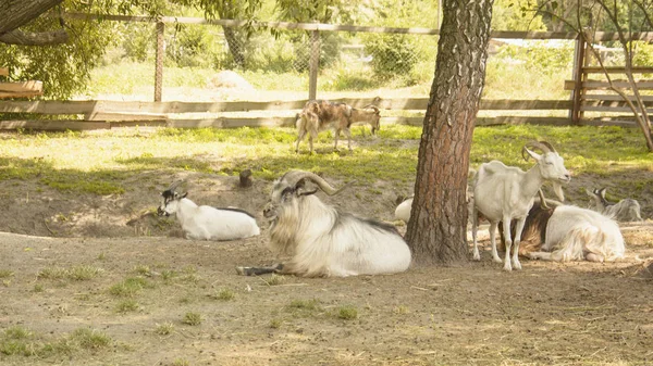 Chèvres Sauvages Dans Réserve — Photo
