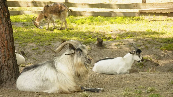 Chèvres Sauvages Dans Réserve — Photo