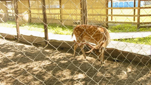 Sika Deer Reserve — Stockfoto