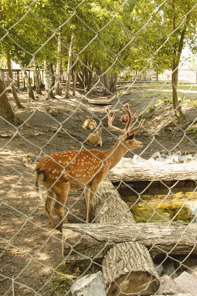 Sika Rådjur Reservatet — Stockfoto