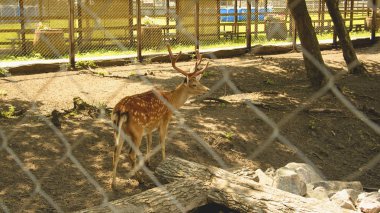 Bir çiftlikte yabani geyik otlatmak