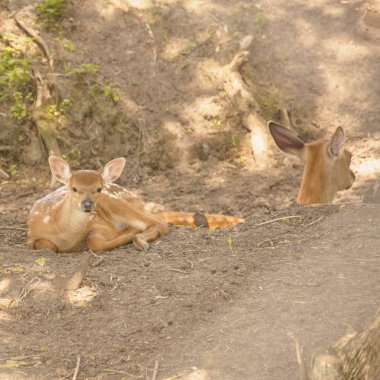 Sika geyik, geyik, sürü lideri, boynuzlu geyik, doğa rezervi, hayvanlar, geyik sürüsü, hayvanlar, yaban hayatı, ihmal, otobur, hayvan sürüsü, büyük hayvan