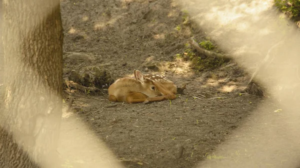 Sika deer, deer, pack leader, horned deer, nature reserve, animals, deer herd, animals, wildlife, omission, herbivores, herd of animals, large animal