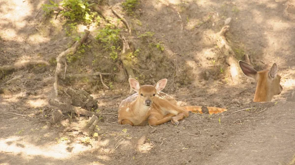 Sika Cervo Cervo Capo Branco Cervo Cornuto Riserva Naturale Animali — Foto Stock