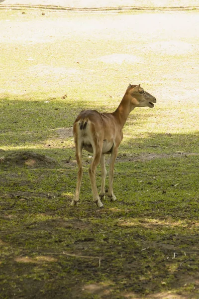 Ciervo Paseando Reserva —  Fotos de Stock