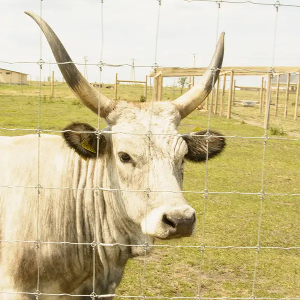 Vacas Zoológico Verano —  Fotos de Stock