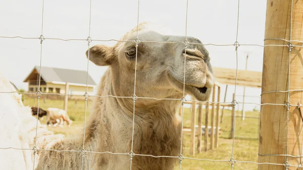 White Camel Zoo Summer — Stock Photo, Image