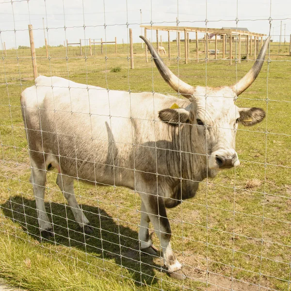 Vacas Zoológico Verano —  Fotos de Stock