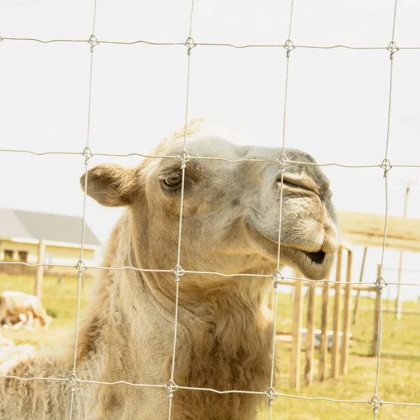 Camel Face Zoo Summer — Stock Photo, Image