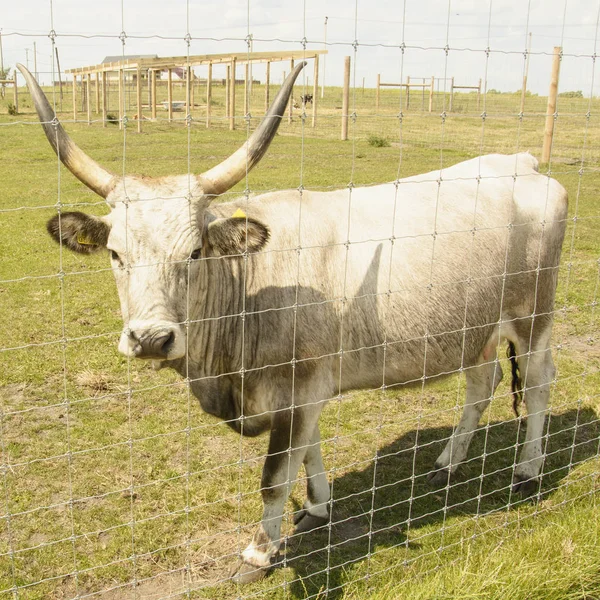Vacas Zoológico Verano —  Fotos de Stock