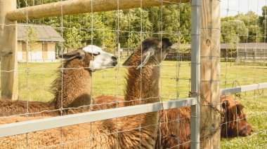 Yaz aylarında hayvanat bahçesinde Llama