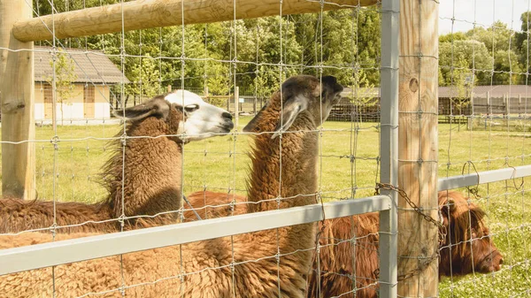 Yaz aylarında hayvanat bahçesinde Llama
