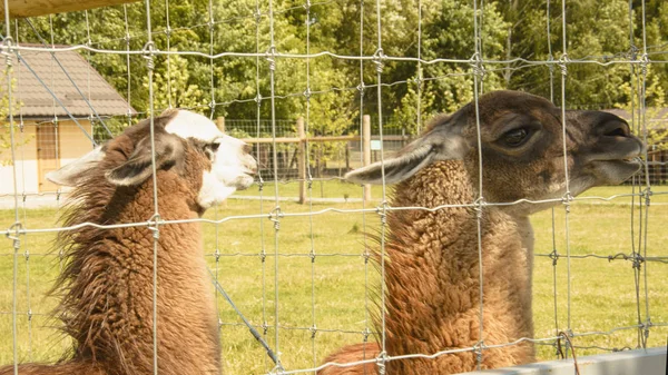 Lamas Sommer Zoo — Stockfoto