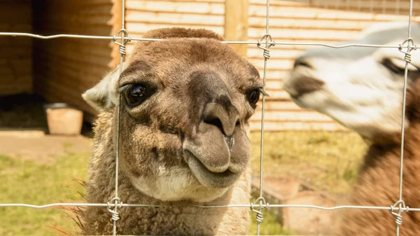 Lamas Sommer Zoo — Stockfoto