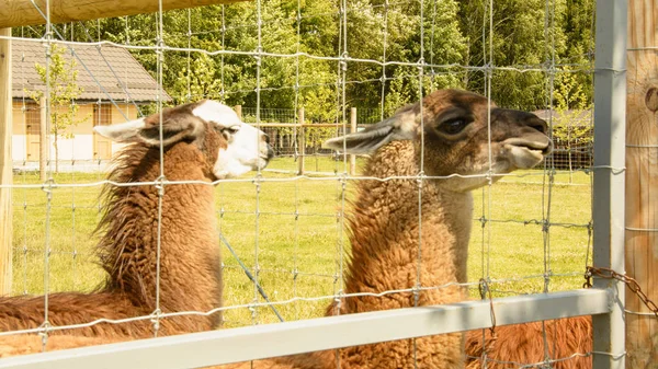 Llama Zoo Summer — Stock Photo, Image