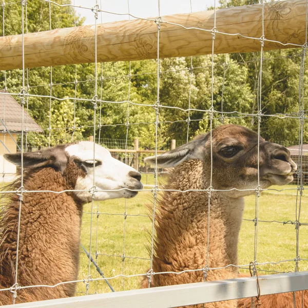 Yaz aylarında hayvanat bahçesinde Llama