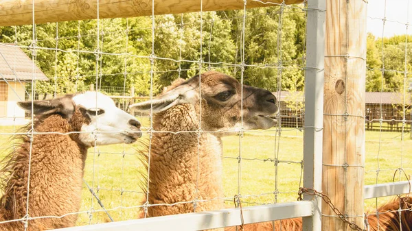Lamas Sommer Zoo — Stockfoto