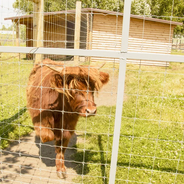 Mucca Scozzese Allo Zoo Estate — Foto Stock