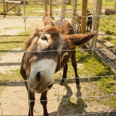Temas hayvanat bahçesinde Eşek