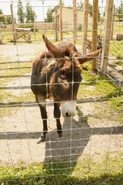Temas hayvanat bahçesinde Eşek