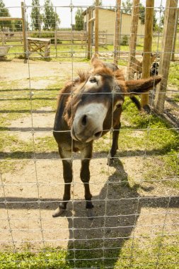Temas hayvanat bahçesinde Eşek