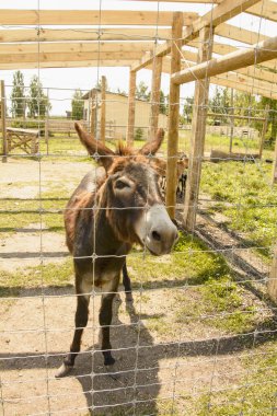 Temas hayvanat bahçesinde Eşek