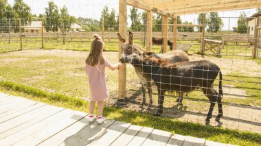 Kız hayvanat bahçesinde eşekbesliyor
