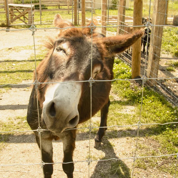 Donkey at the contact zoo