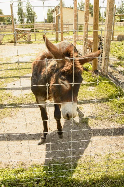 Donkey at the contact zoo