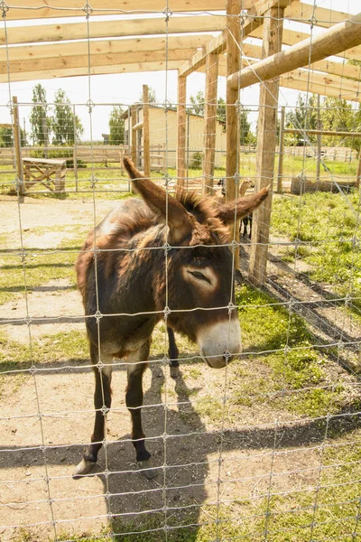 Donkey at the contact zoo