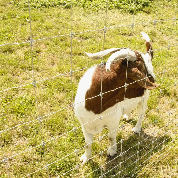 Domestic goat in a contact zoo
