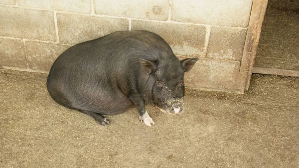 Vietnamesisches Schwein Kontaktzoo — Stockfoto