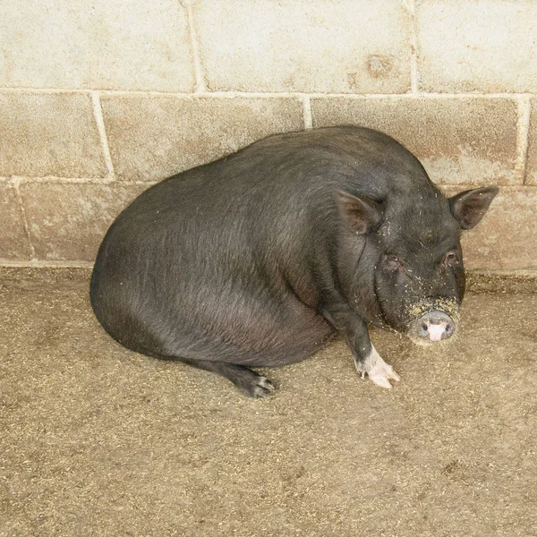 Vietnamese pig in a contact zoo