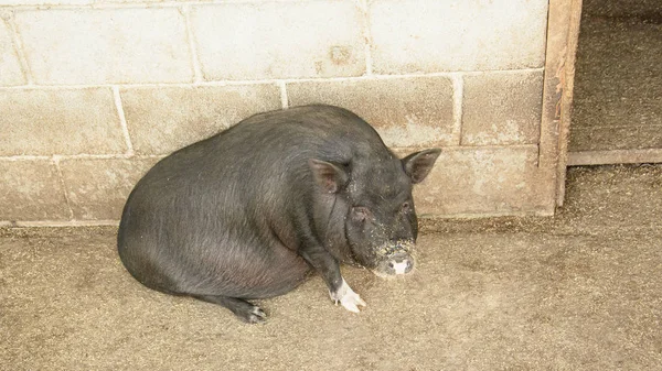 Vietnamesisches Schwein Kontaktzoo — Stockfoto