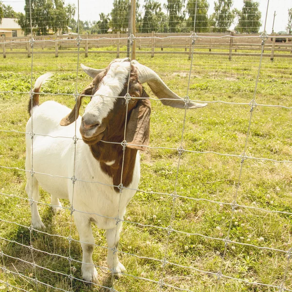Domestic goat in a contact zoo