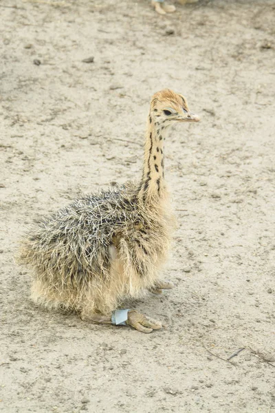 Struzzo Africano Uno Zoo Nell Estate — Foto Stock