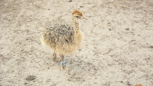 Struzzo Africano Uno Zoo Nell Estate — Foto Stock