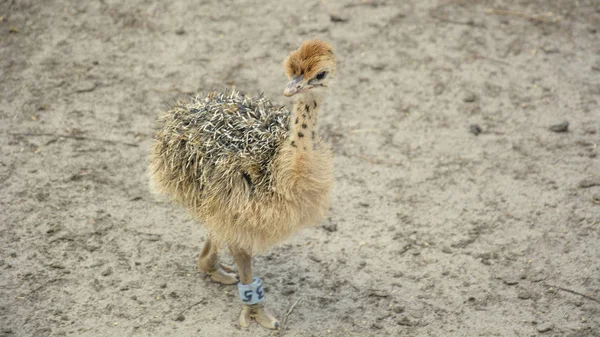 Struzzo Africano Uno Zoo Nell Estate — Foto Stock