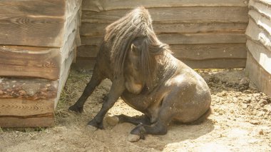 Temas hayvanat bahçesinde Midilli