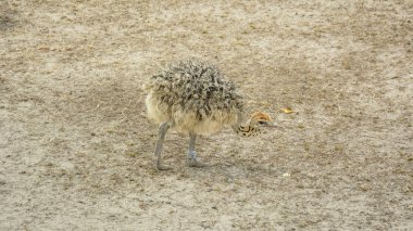 Yazın bir hayvanat bahçesinde Afrika devekuşu