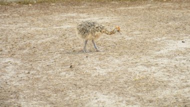 Yazın bir hayvanat bahçesinde Afrika devekuşu