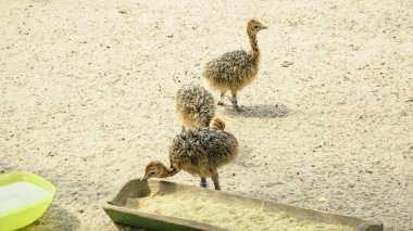 Yazın bir hayvanat bahçesinde Afrika devekuşu